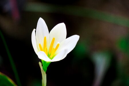 White yellow green