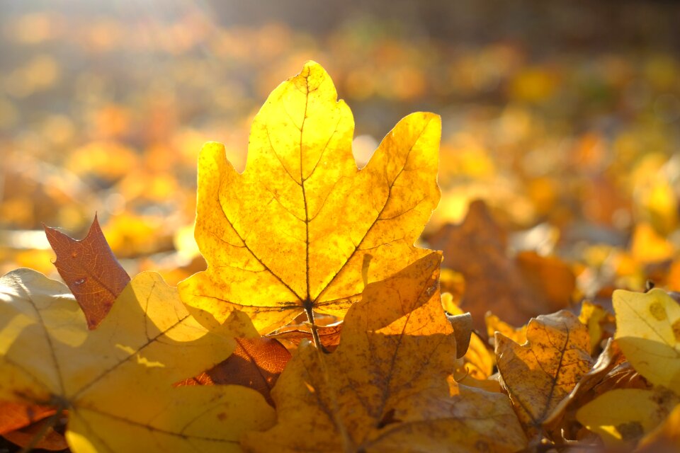 Autumn yellow backlighting