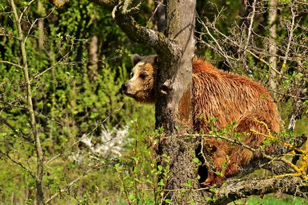 Nature park wild animal furry