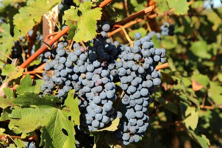 Merlot wine cluster grape vineyard