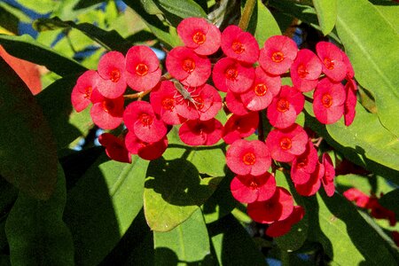 Decoration plant botany
