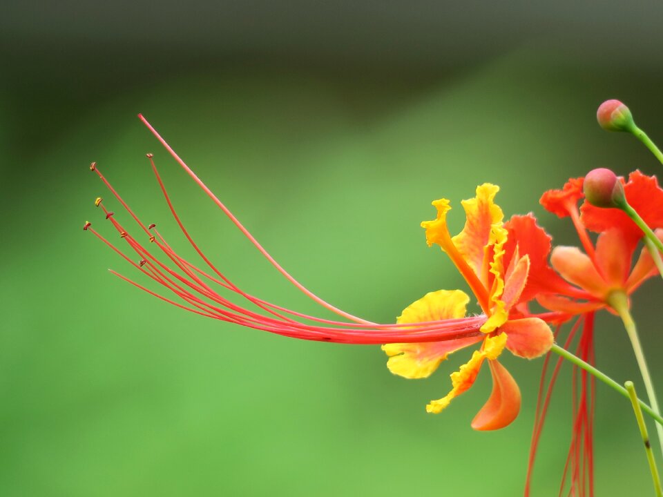 Plant outdoor petal