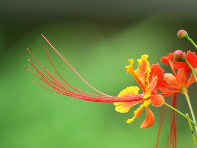 Plant outdoor petal photo