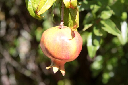 Pomegranate fruit fruit vitamins