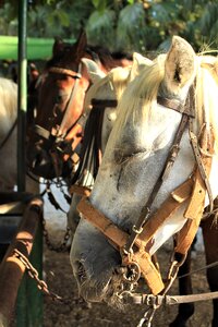 Animal animal world horse head photo