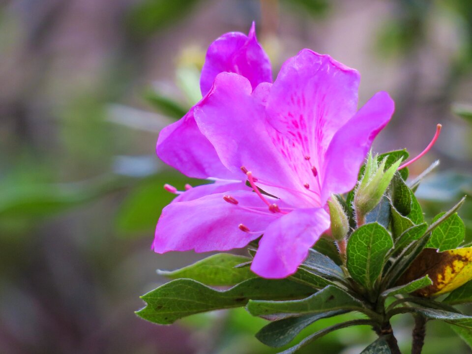 Leaf plant outdoor