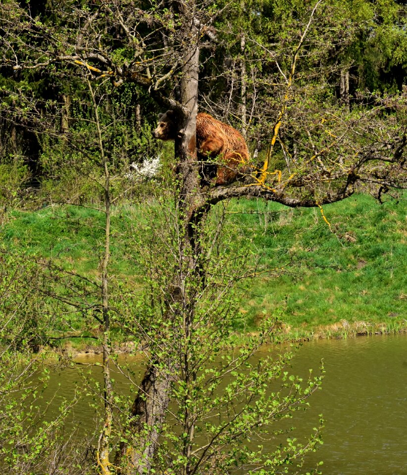 Nature park wild animal furry