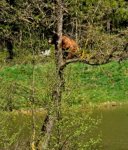 Nature park wild animal furry