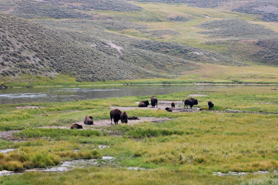 Buffalo landscape national park