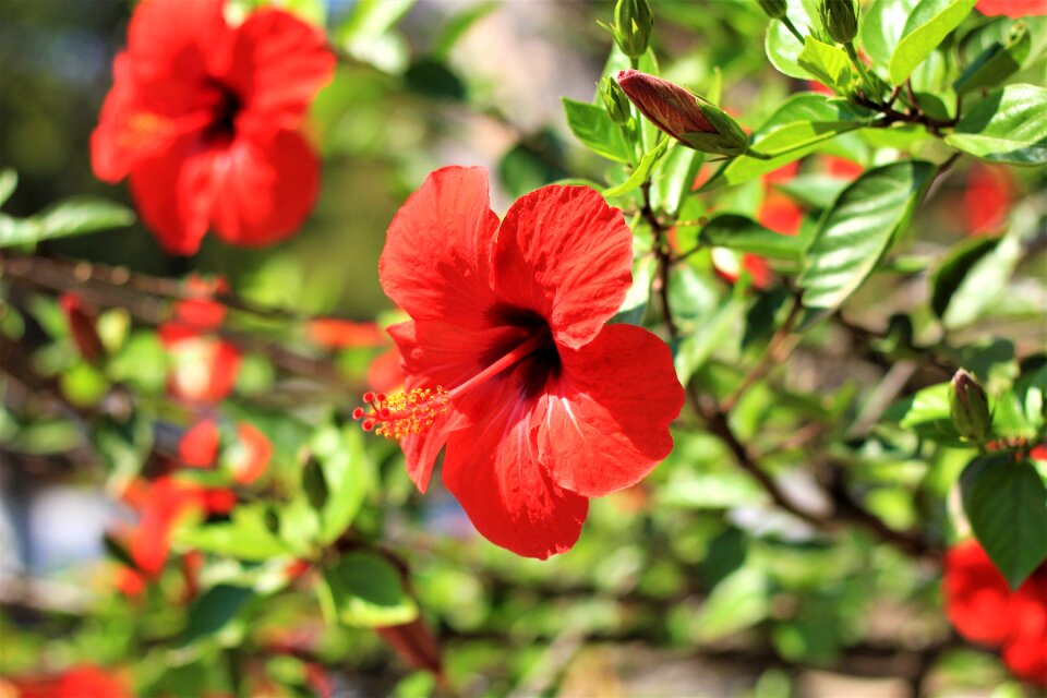 Bloom tropical red photo