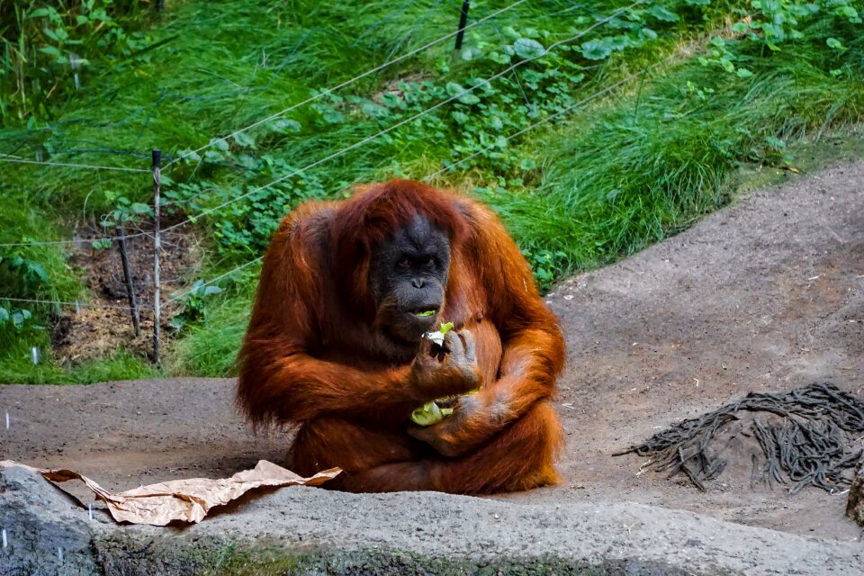 Mammal orang-utan zoo photo