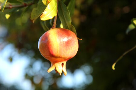 Grenadier fruit tree vitamins