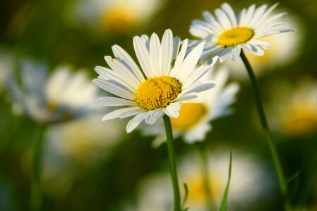 Blossom leucanthemum vulgare wildflower