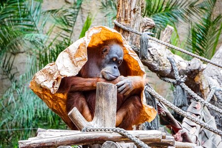 Mammal zoo orang-utan photo