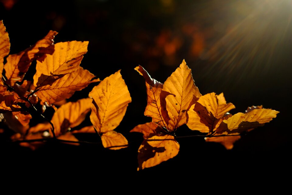 Fall color mood autumn mood