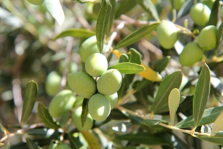 Olives provence green olives photo