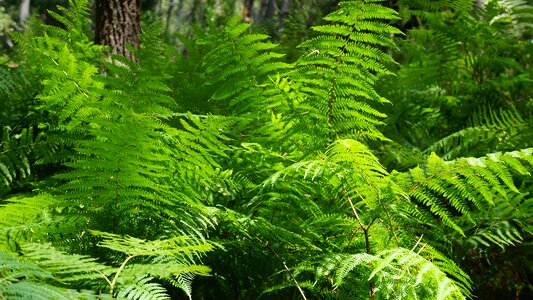 Tree fern foliage sea