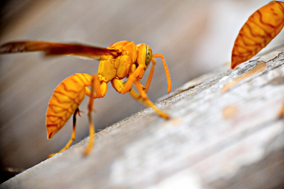 Insects yellowjackets wasp