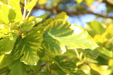 Vine leaf viticulture wine of the south
