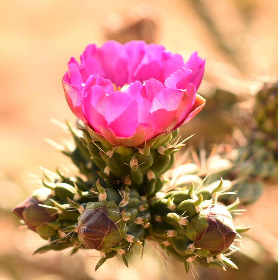 Nature flower southwest