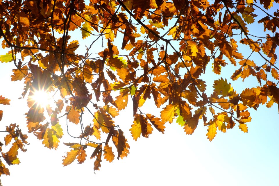Leaves fall foliage golden october
