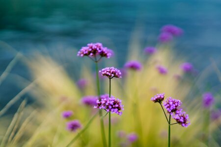 Summer garden grass