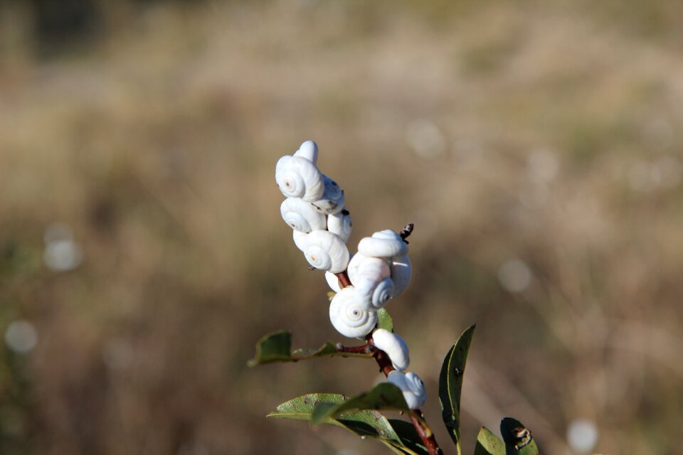 Snails snail white nature