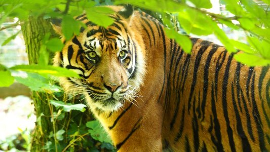 Feline predator tiger photo