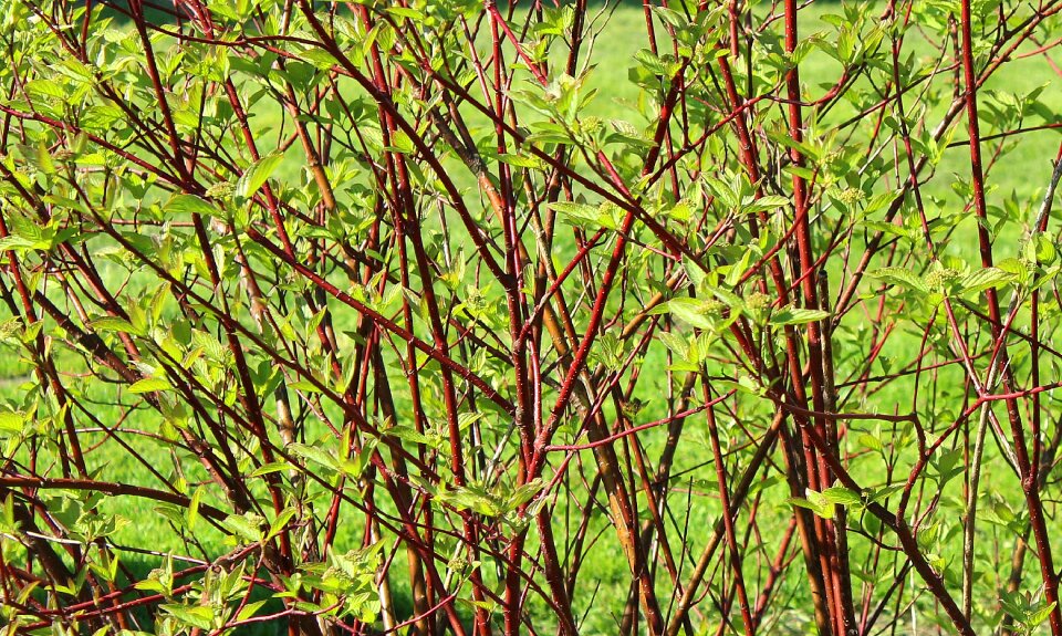 Leaf plant nature