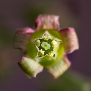 Blur plant stamp photo