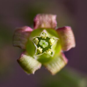 Blur plant stamp