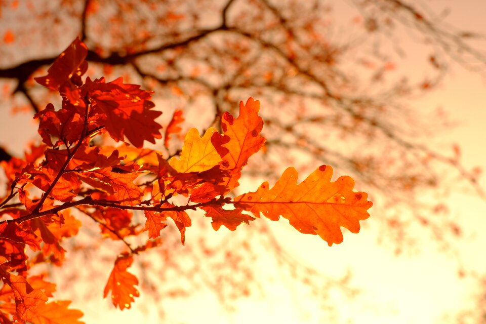 Golden october coloring leaf coloring