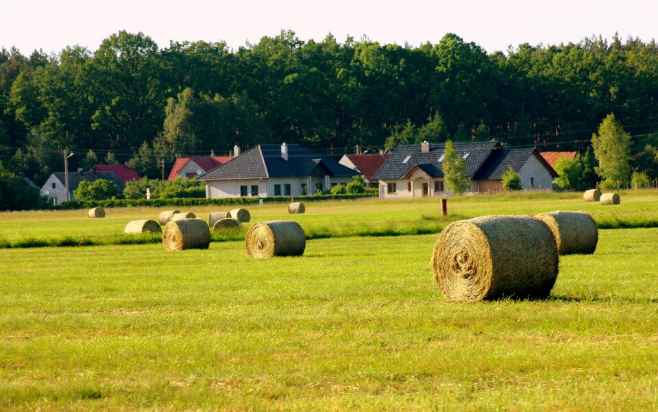 Grass skoszona nature hay