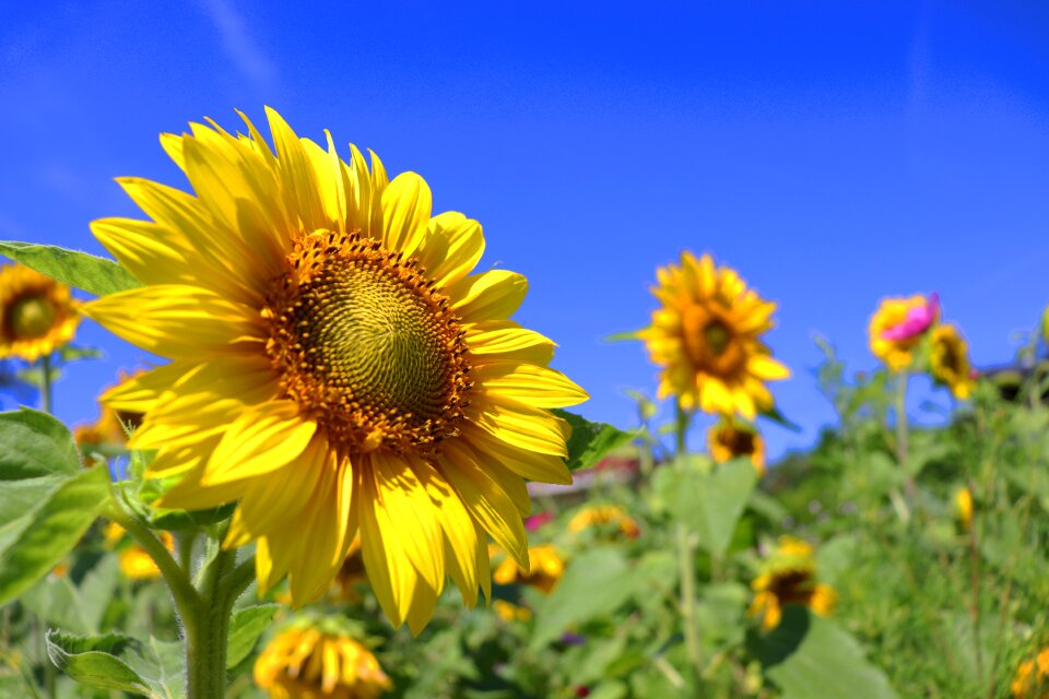 Nature bright close up