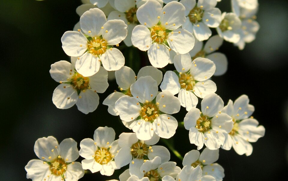 Spring flowering nature