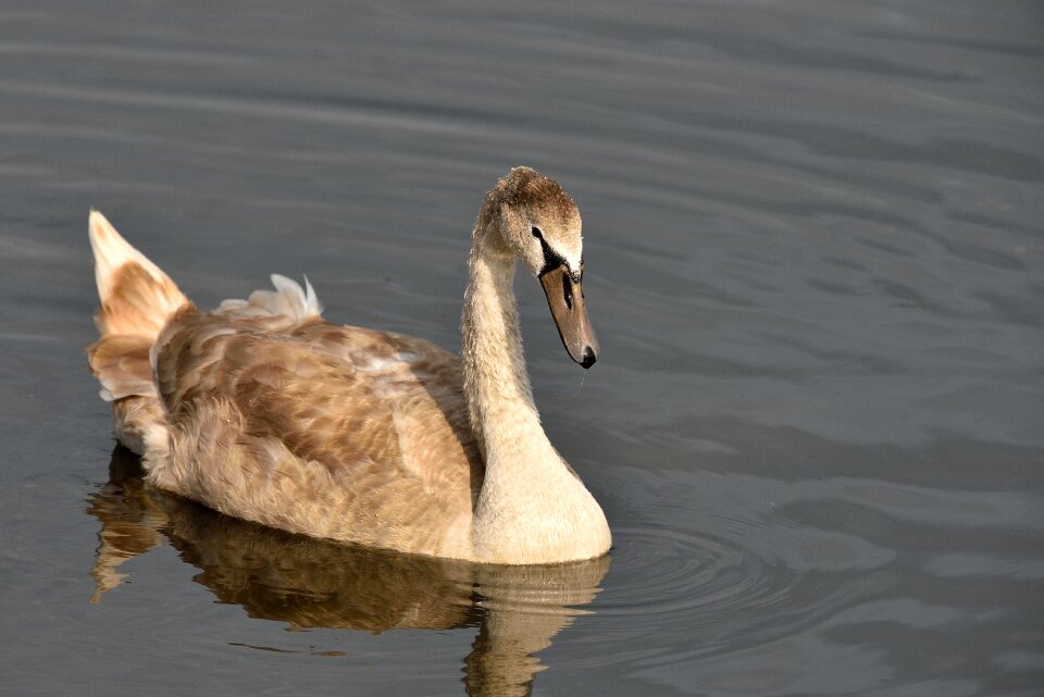 Plumage pond birds