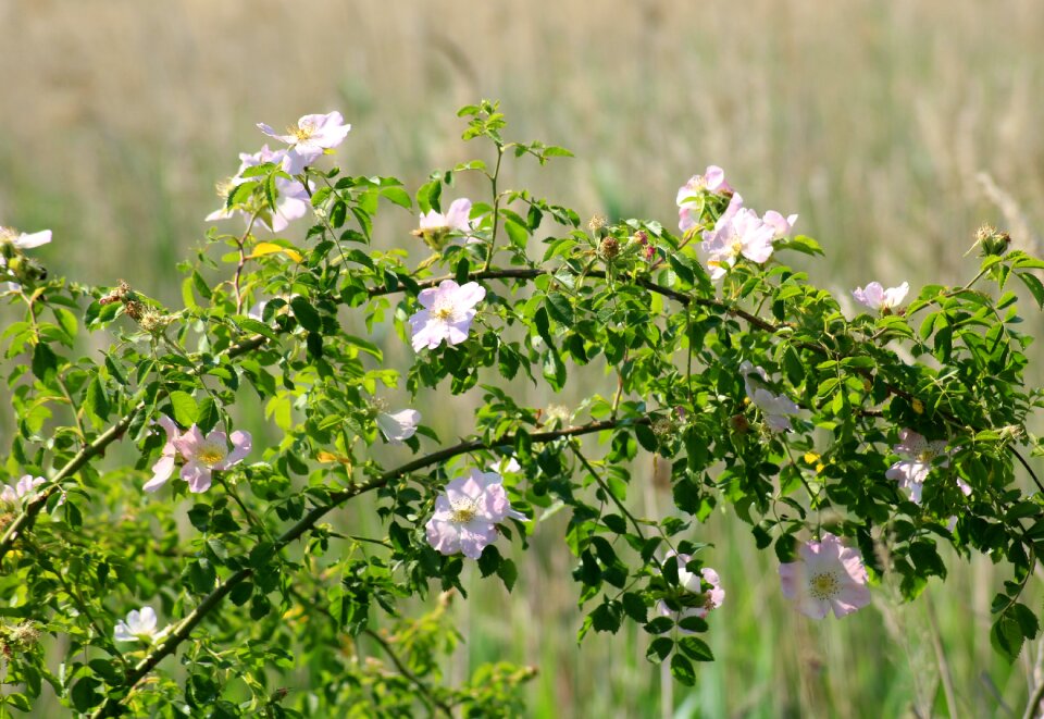 Pink flowering nature