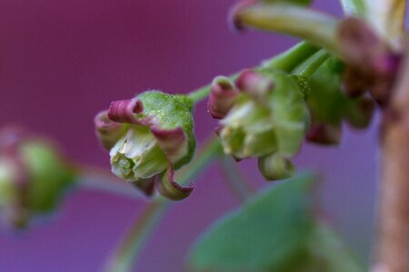 Blur plant stamp photo