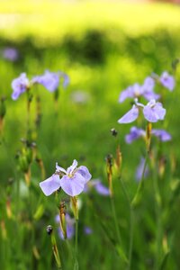 See flowers wildflower garden
