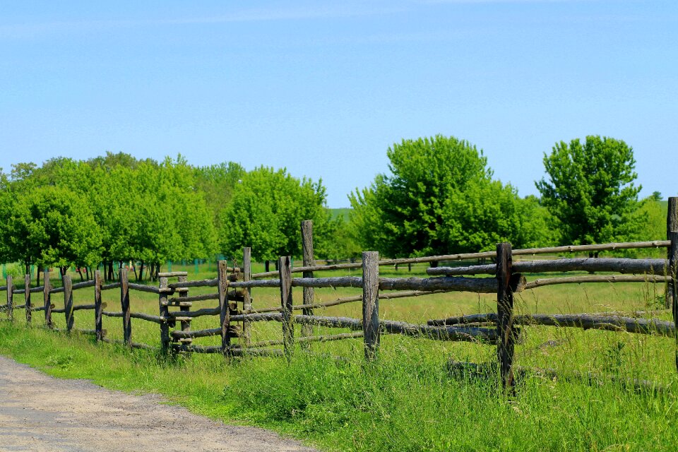 Spring wood landscape photo