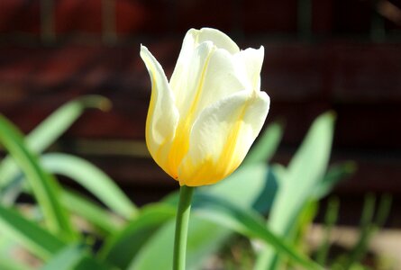 Flower spring full bloom