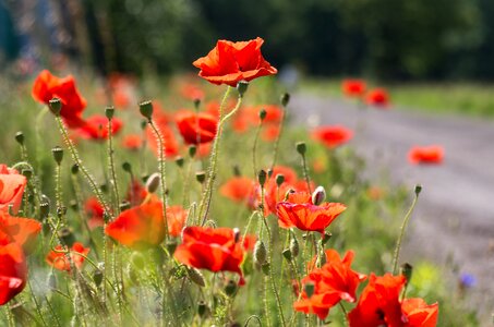 Blooming poppies nature poppy field