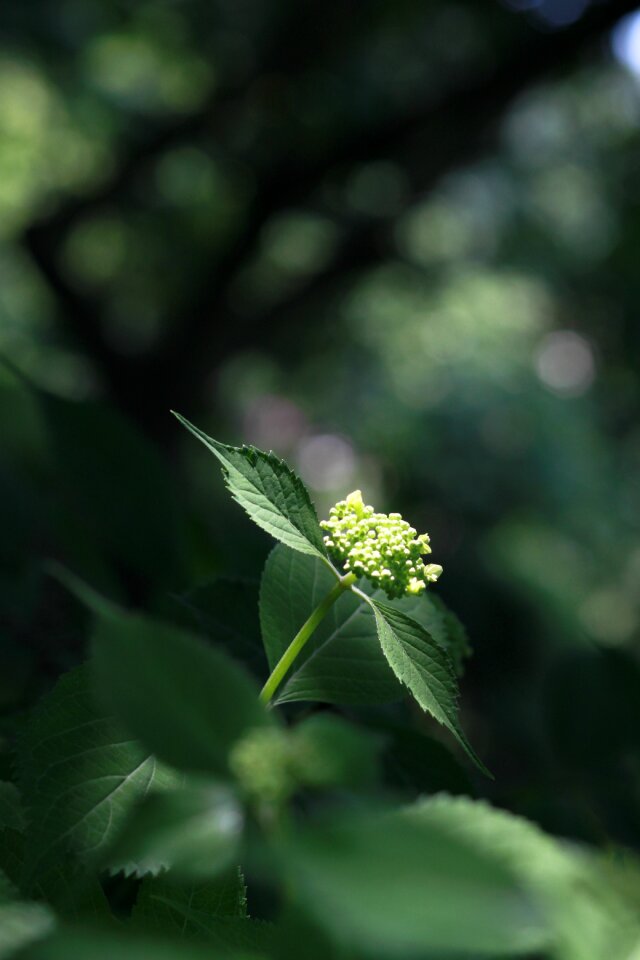 Spring vivid bud