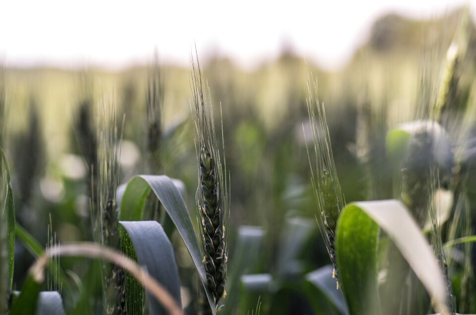 The cultivation of grains nature