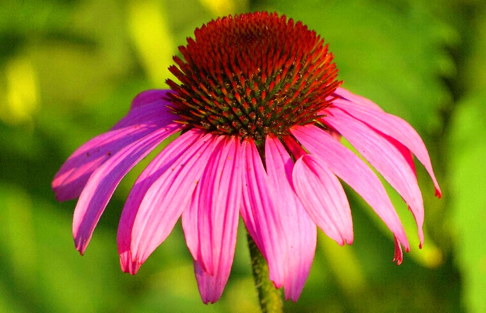 Bloom flower flora