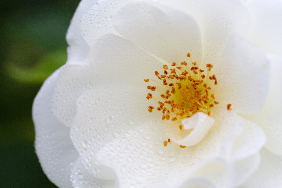 Blossom bloom white