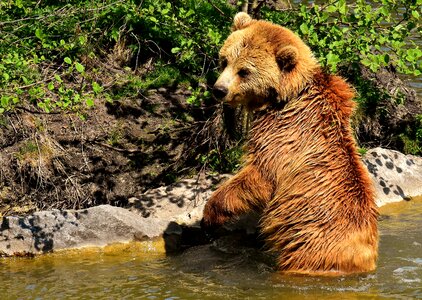 Funny brown bear nature park