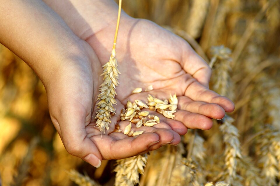Grains keep cereals