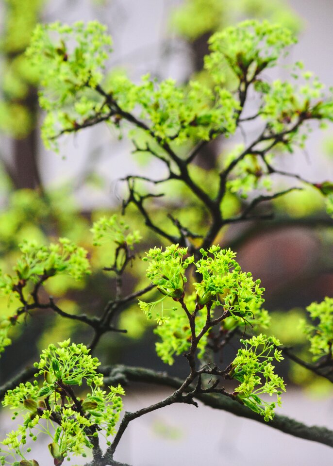 Tree growth maple photo