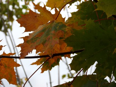 Autumn golden polish autumn colored